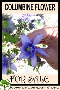Columbine flower for sale