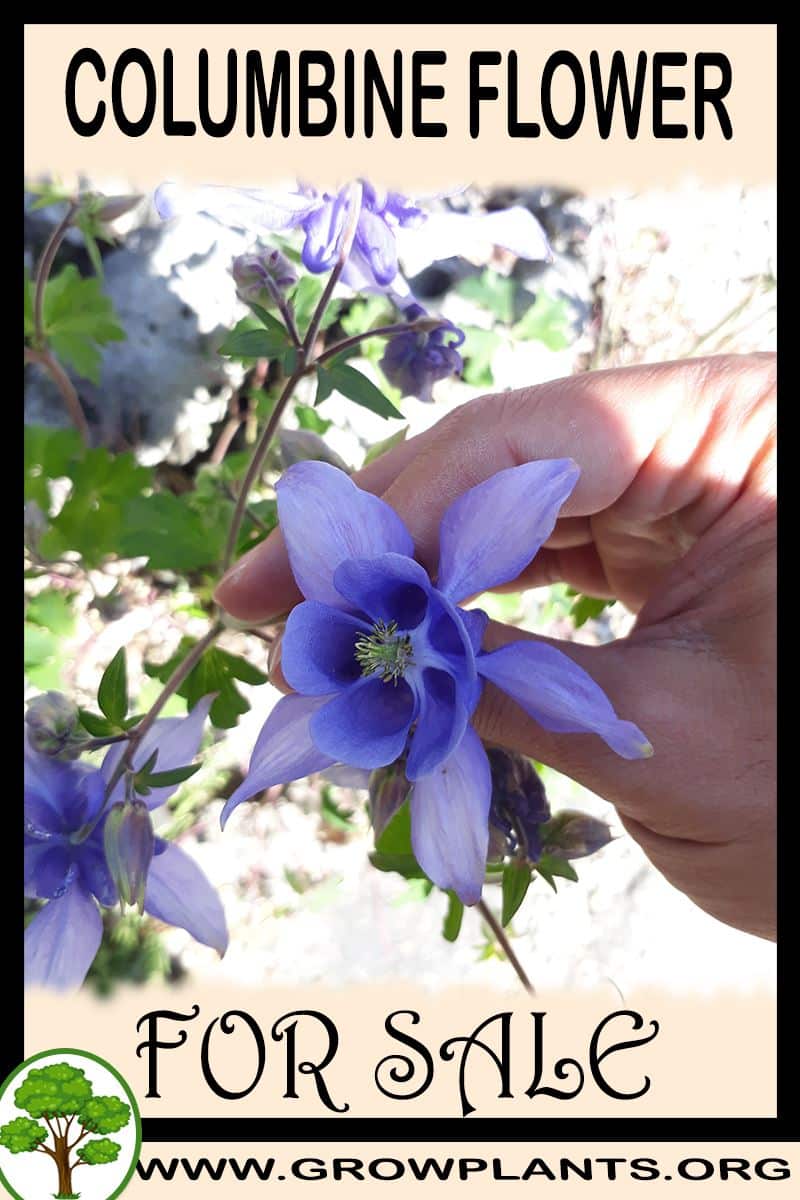 Columbine flower