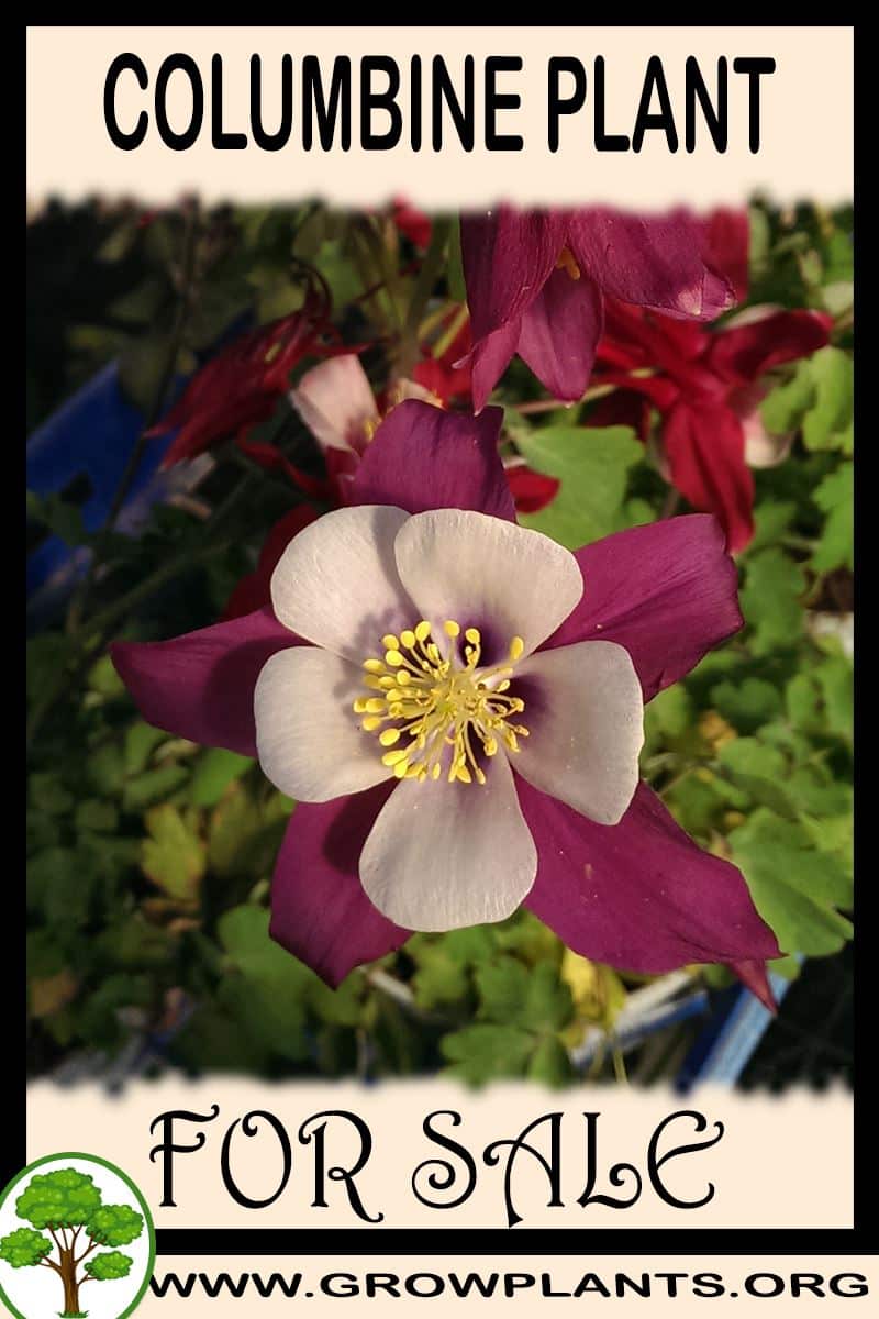 Columbine