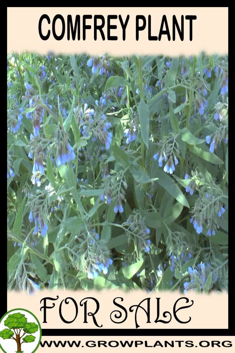 Comfrey