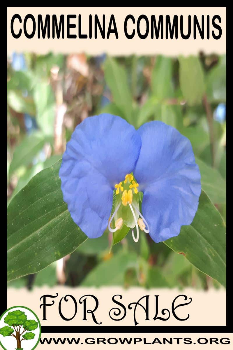 Commelina communis