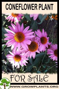 Coneflower for sale