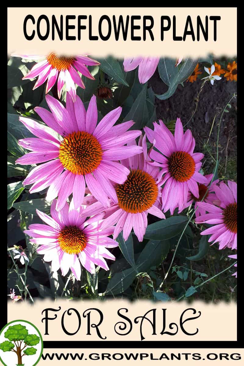Coneflower