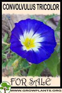 Convolvulus tricolor for sale