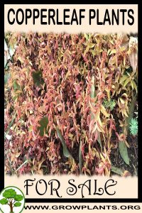 Copperleaf plants for sale