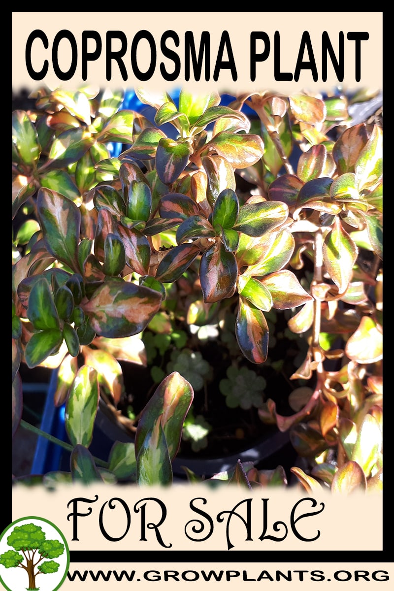 Coprosma