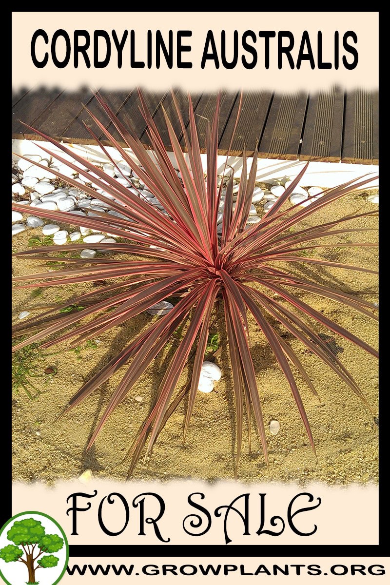 Cordyline australis