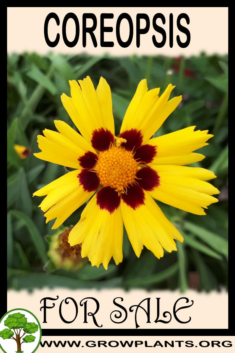 Coreopsis