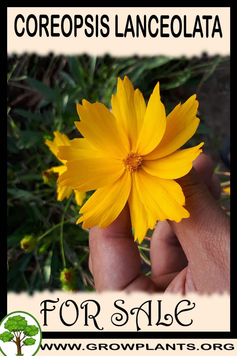 Coreopsis lanceolata