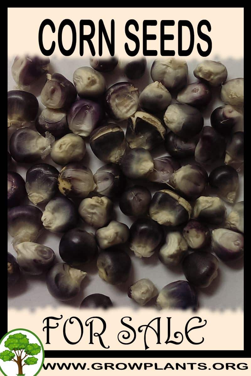 Corn seeds