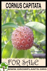 Cornus capitata for sale