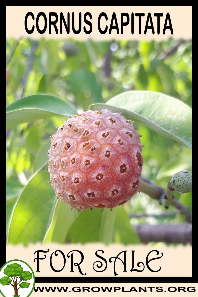 Cornus capitata