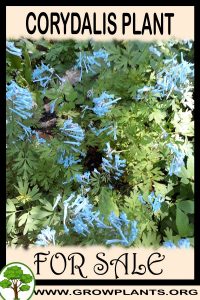 Corydalis for sale