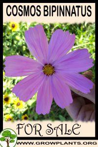Cosmos bipinnatus for sale