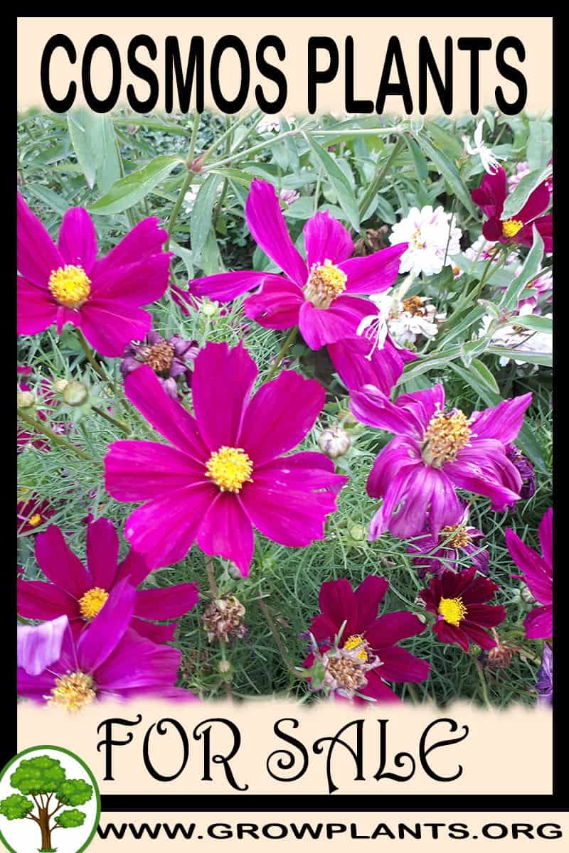 Cosmos plants