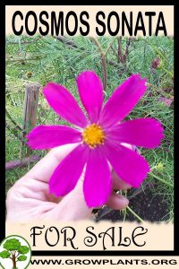 Cosmos sonata for sale