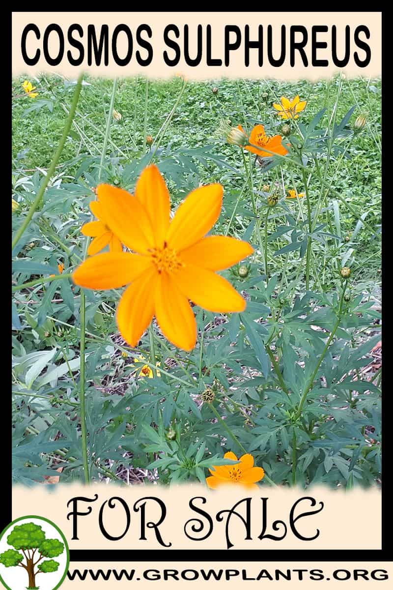 Cosmos sulphureus