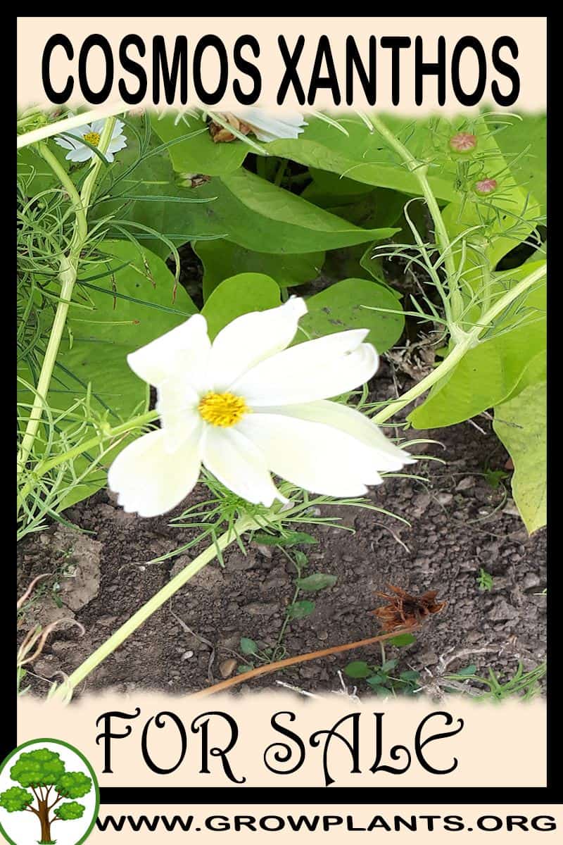 Cosmos xanthos