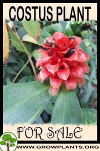Costus plant for sale
