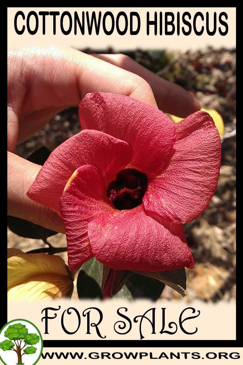 Cottonwood hibiscus