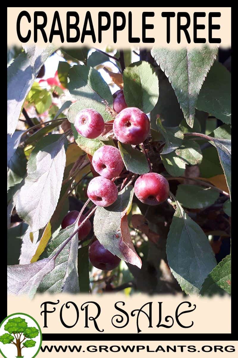 Crabapple tree