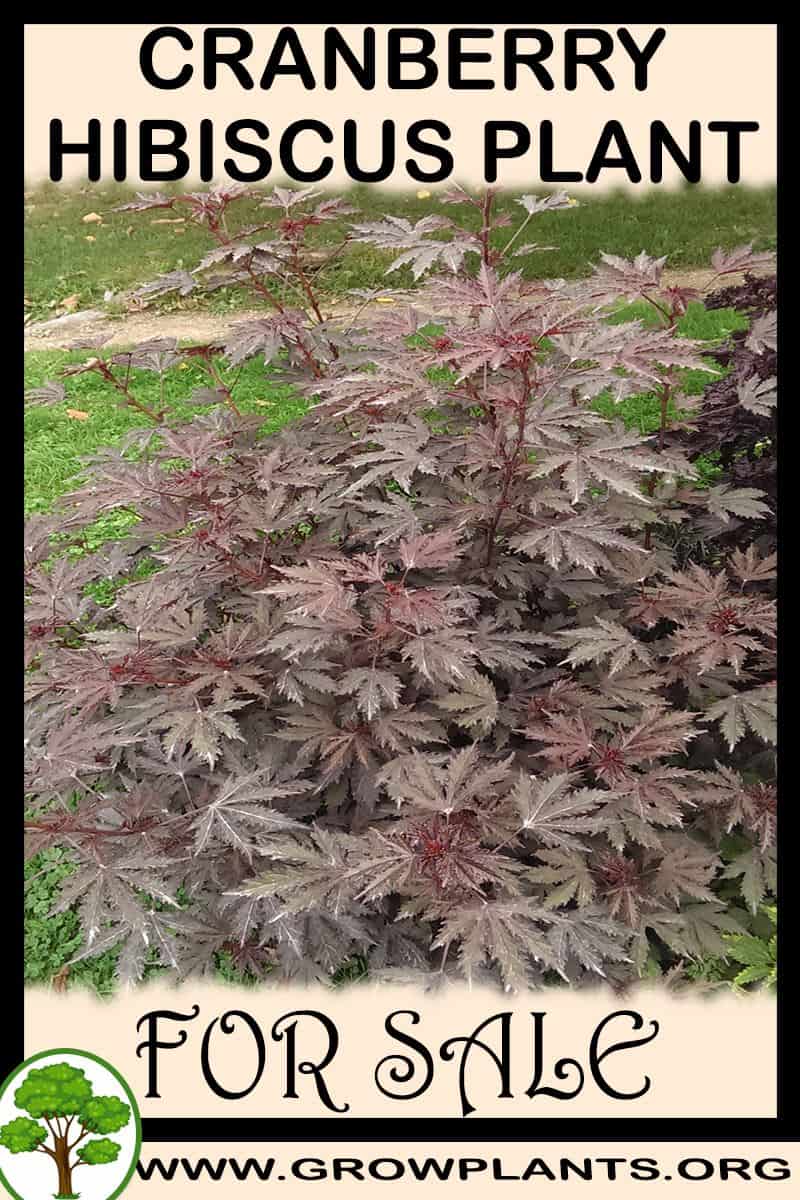 Cranberry hibiscus