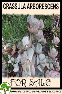 Crassula arborescens for sale
