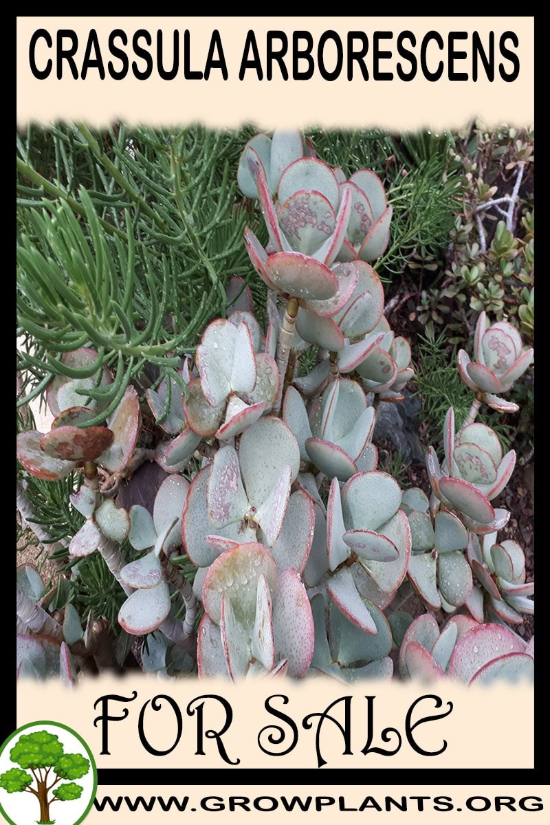 Crassula arborescens