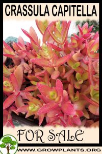 Crassula capitella for sale