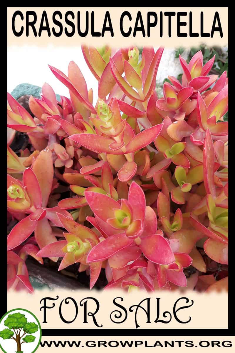 Crassula capitella