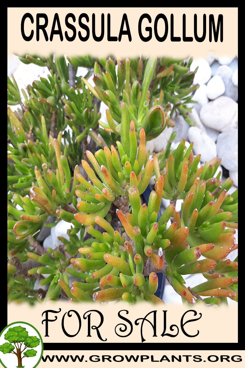 Crassula gollum