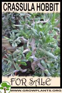 Crassula hobbit for sale