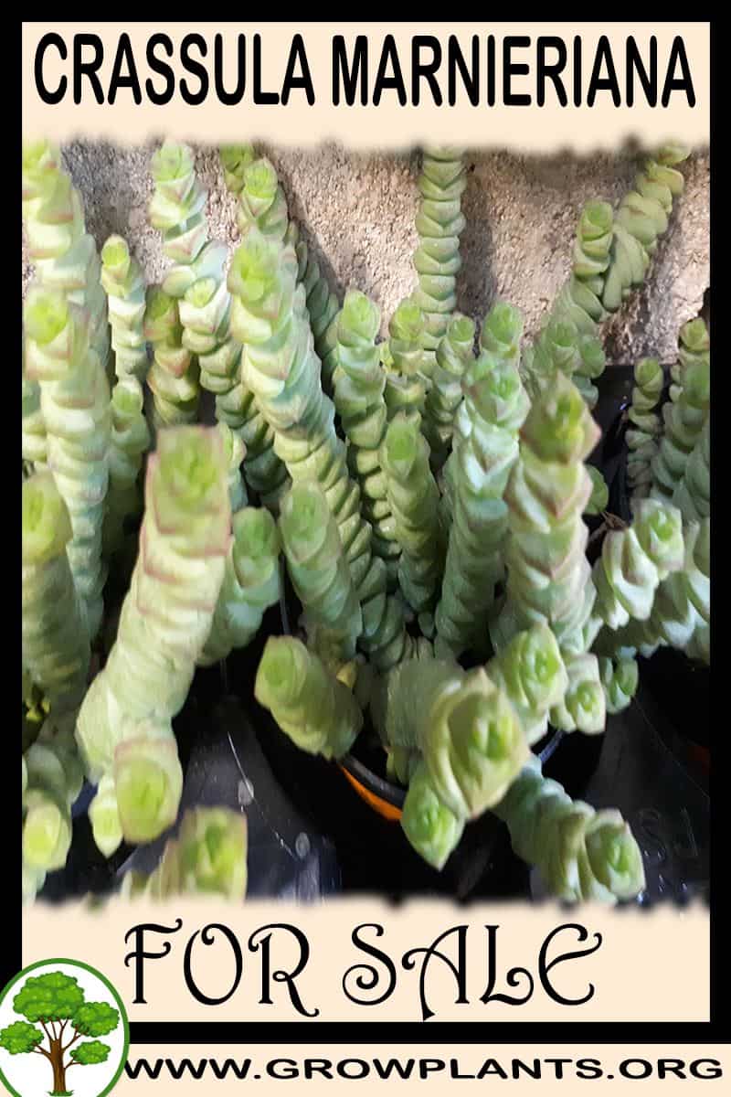 Crassula marnieriana