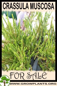 Crassula muscosa for sale