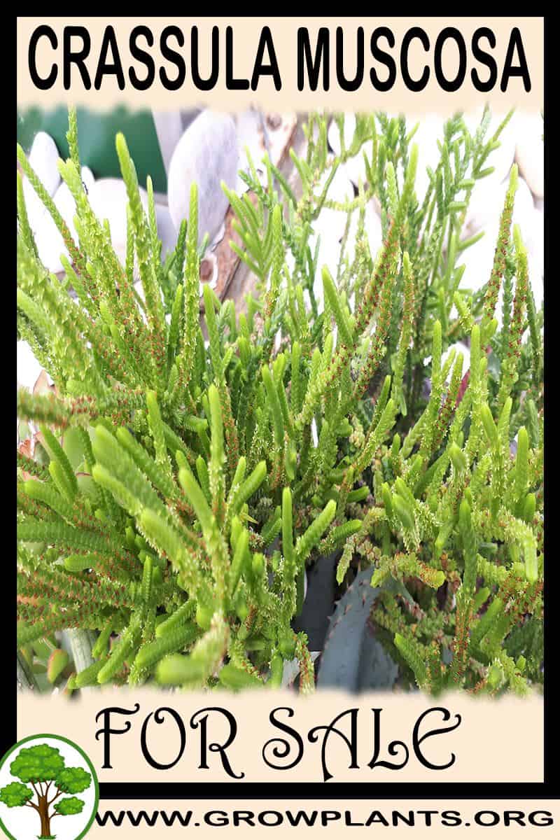Crassula muscosa