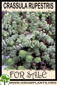 Crassula rupestris for sale