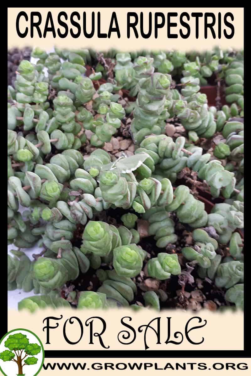 Crassula rupestris