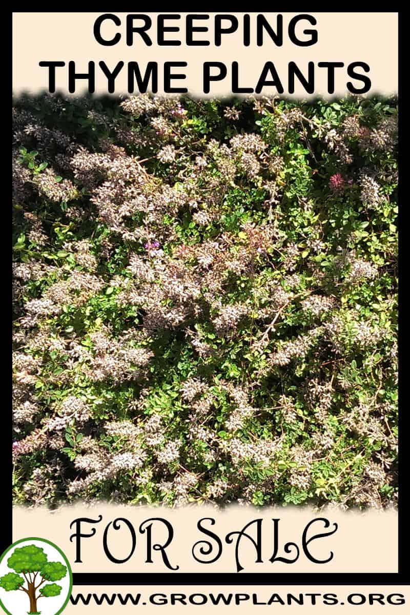 Creeping thyme plants