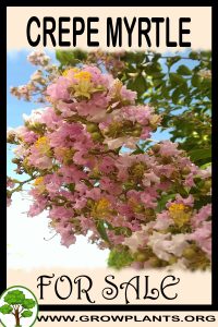 Crepe myrtle for sale