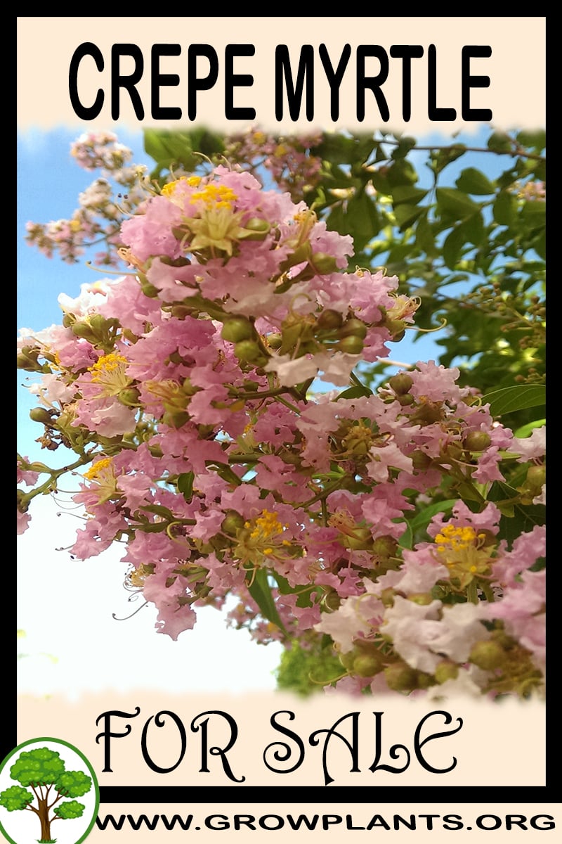 Crepe myrtle