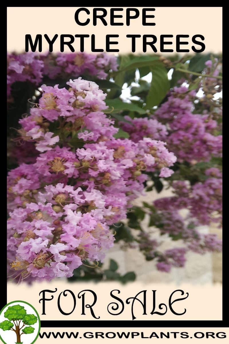 Crepe myrtle trees