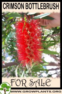 Crimson bottlebrush for sale