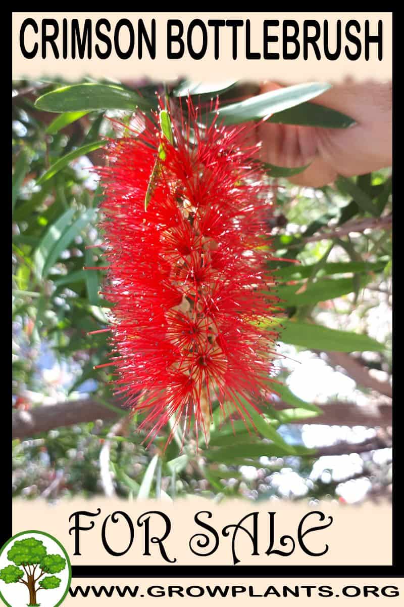 Crimson bottlebrush