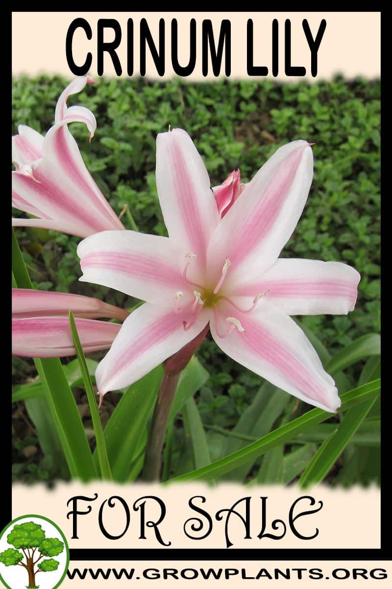 Crinum lily