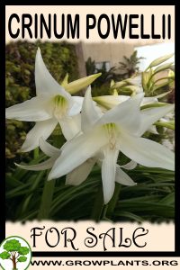Crinum powellii for sale