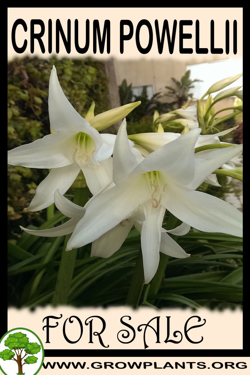Crinum powellii
