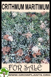 Crithmum maritimum for sale