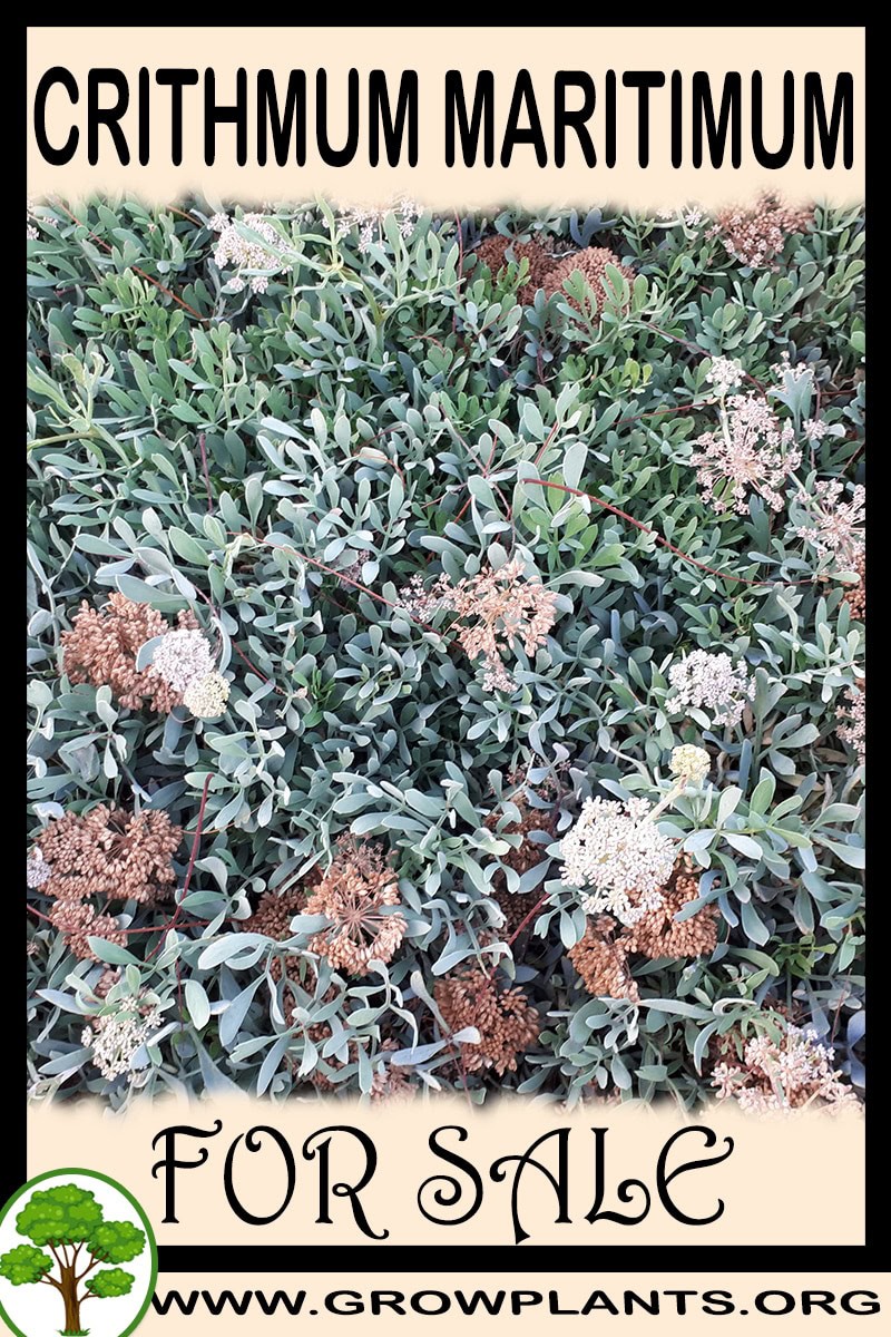 Crithmum maritimum