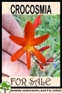 Crocosmia for sale