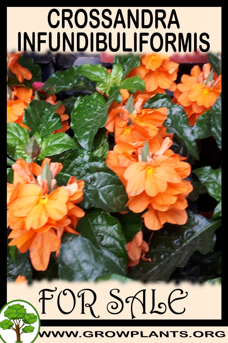 Crossandra infundibuliformis
